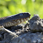 Northern Water Snake