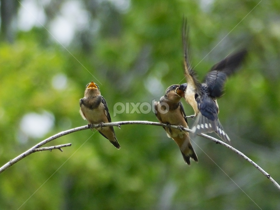 Don't Drop It by Ken Miracle - Animals Birds