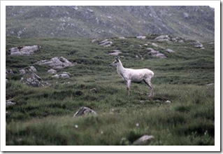 rare white stag scotland