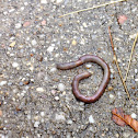 Earth worm