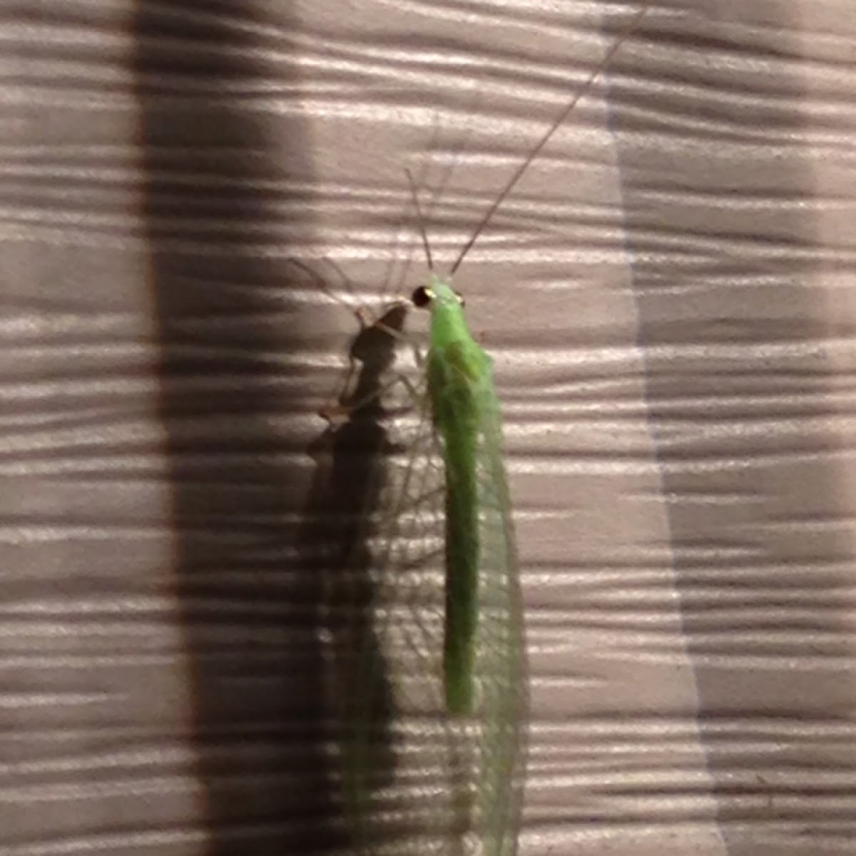 Green lacewing