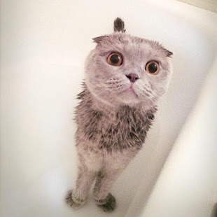 Free Daily Cat Pictures APK for Android