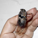 Epirus Cicada