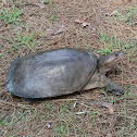Florida Soft Shell turtle
