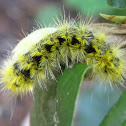 Silver-spotted Tiger Moth