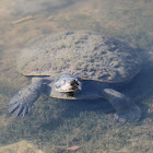 Kreft's Short-necked Turtle