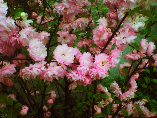Spring Cherry, Higan cherry, or Rosebud cherry