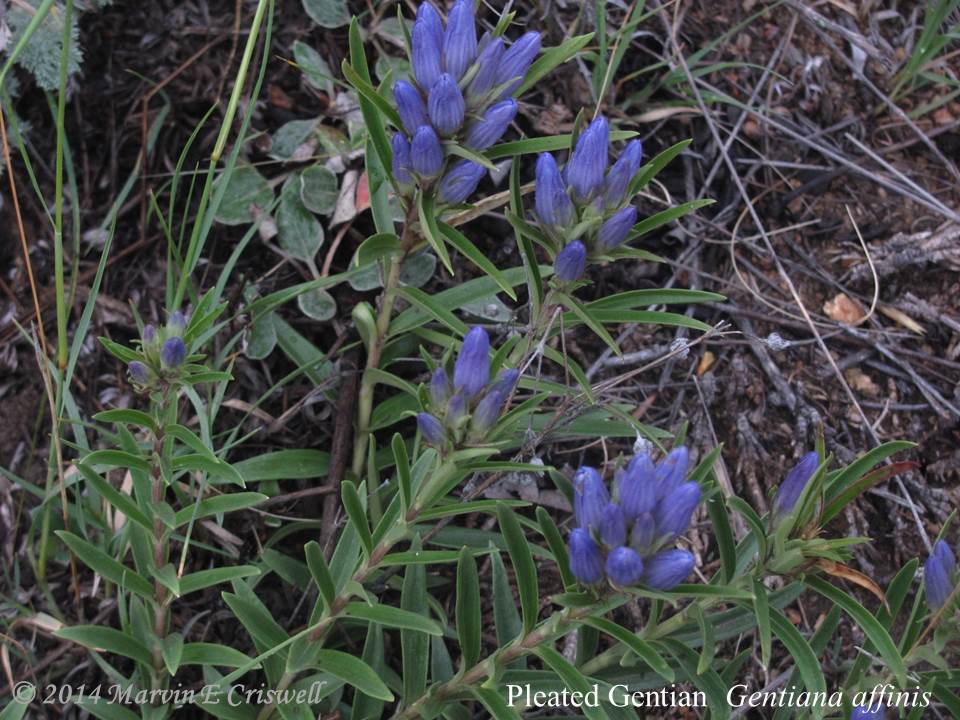Pleated gentian