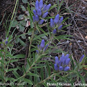 Pleated gentian
