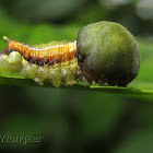 Nolid caterpillar