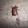 ten-lined June beetle