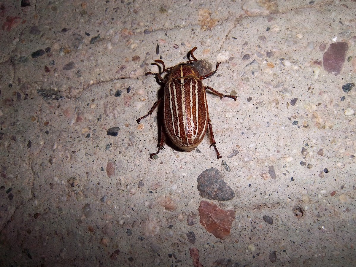 ten-lined June beetle
