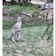 Easter Grey Kangaroo