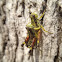 Post Oak Grasshopper (mating)
