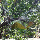 Tent Spider web