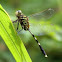 Green Skimmer dragonfly 