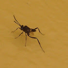 Cockroach Egg Parasitoid Wasp
