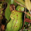northern pitcher plant