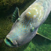 Humphead wrasse