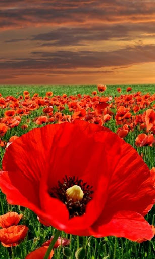 【免費娛樂App】Poppies HD Wallpaper-APP點子