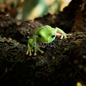 mr.x by A Rahman - Animals Amphibians