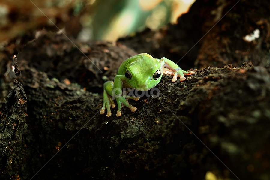 mr.x by A Rahman - Animals Amphibians