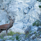 Red Deer