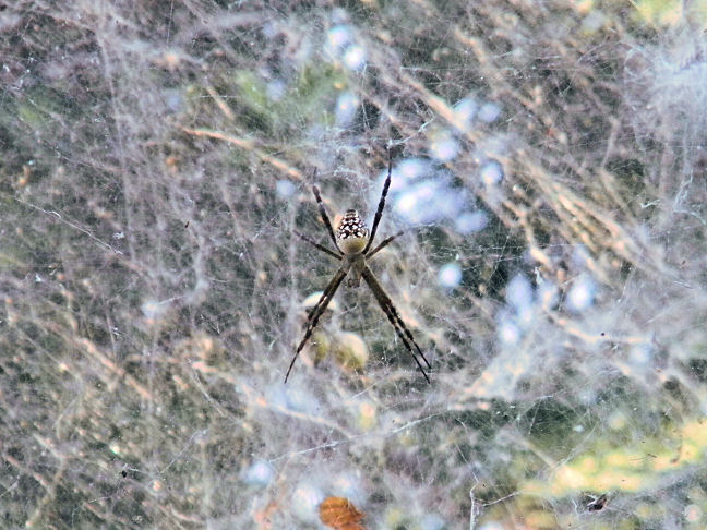 massive spider infestation