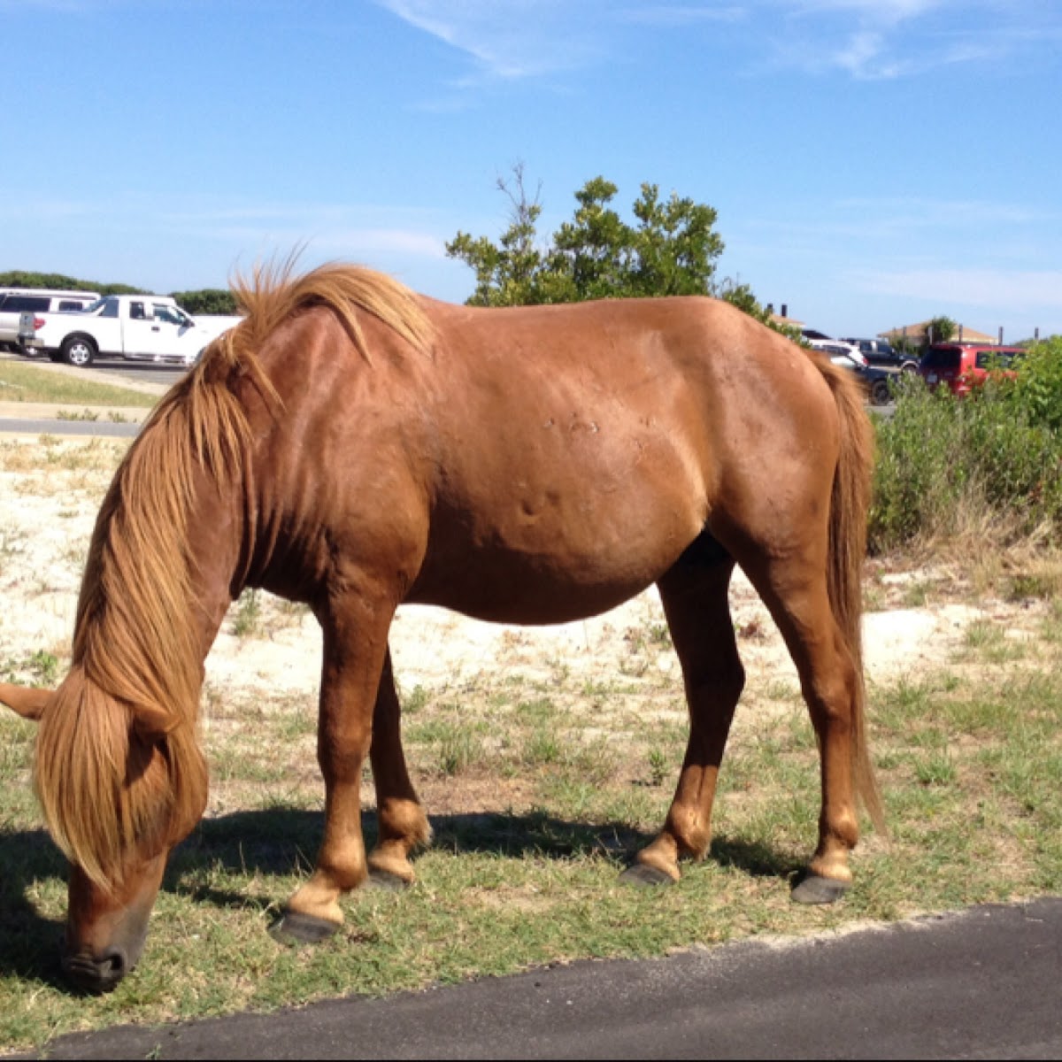 Chincoteague Pony