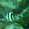 Banded butterflyfish