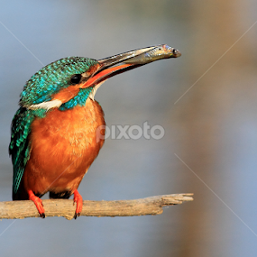 Its my catch... by BhanuKiran BK - Animals Birds
