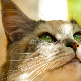 :-() by Luana Racan - Animals - Cats Portraits