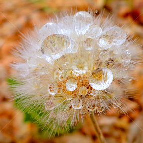 by Adnan Mirani - Nature Up Close Other plants