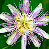 Purple Passionflower