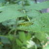 Scudder's bush katydid nymph