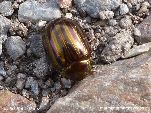 Escarabajo del romero