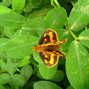 Skipper Butterfly on Arachis pintoi