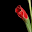 Animated Red Flower Live Wallp Download on Windows
