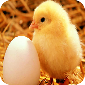 Cute Animals Jigsaw Puzzles 1.0