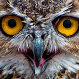 Owl Eyes by Cameron Knudsen -  