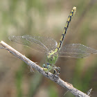 Pale Snaketail