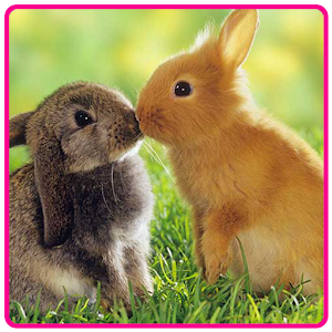 Cute Easter Bunny Wallpaper.apk 1.0