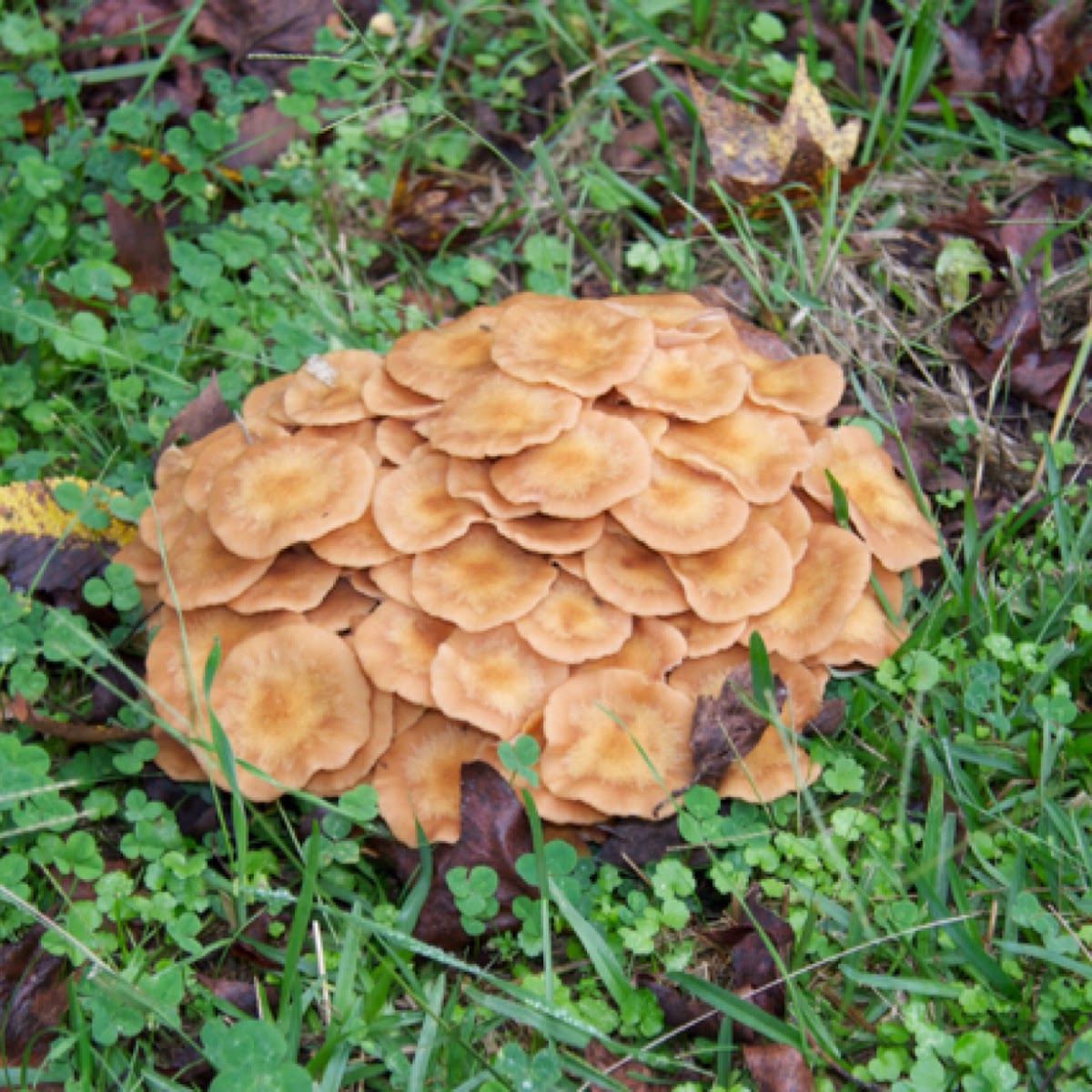 Honey mushrooms Project Noah