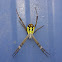 Unidentified Zipper Spider