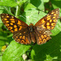 Duke of Burgundy / Smeđi pirgavac