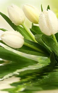 How to install Tulips Live Wallpaper 10.0 unlimited apk for pc