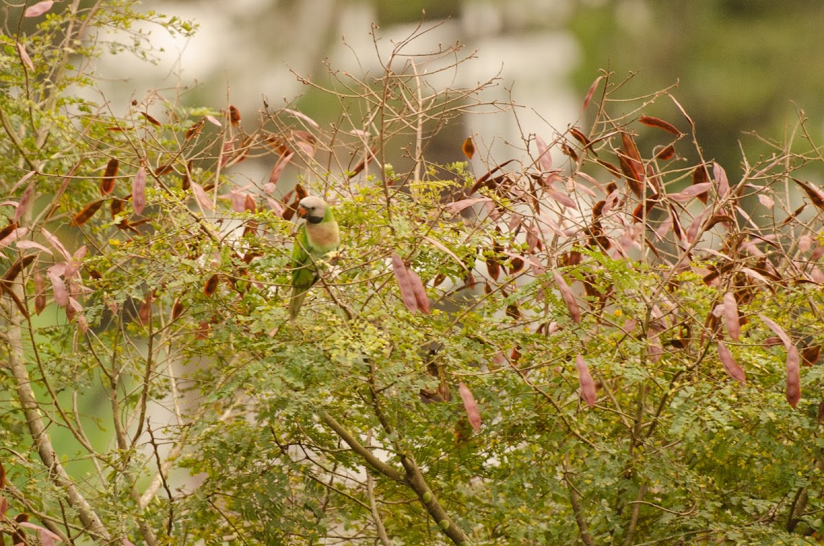 Red-breasted Parakeet