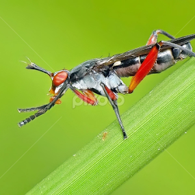 Marsh Fly by Helnis Susanto Johannis - Animals Insects & Spiders