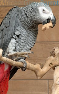 Download Super Birds FREE APK