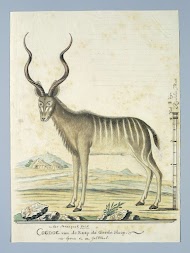 Tragelaphus strepsiceros (Greater kudu)